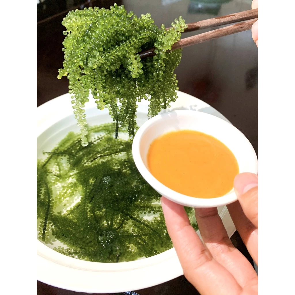 Tasami Seagrapes Wasabi Soybean Sauce 75g/ 100g/ 137.5g x 1 box | 100% Natural