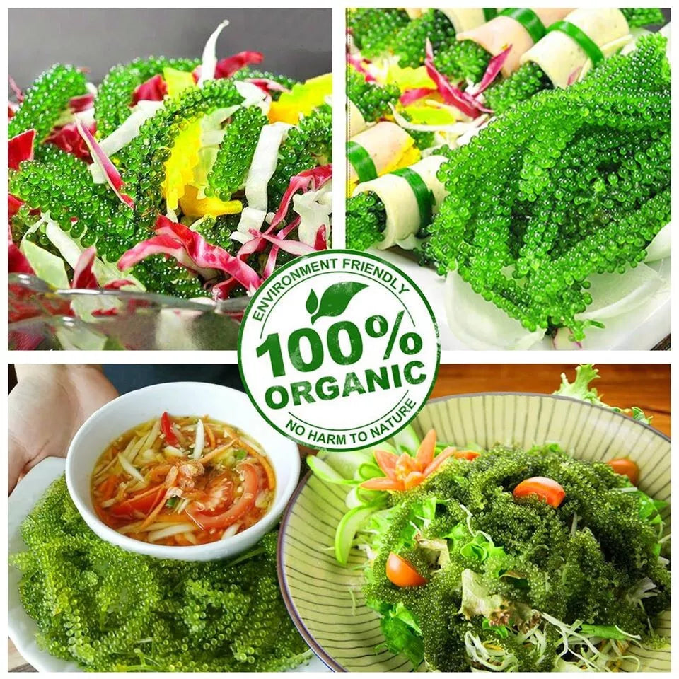 Tasami Seagrapes Wasabi Soybean Sauce 75g/ 100g/ 137.5g x 1 box | 100% Natural