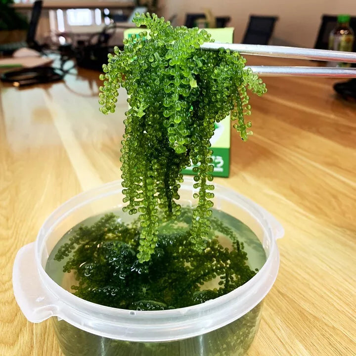 Tasami Seagrapes Wasabi Soybean Sauce 75g/ 100g/ 137.5g x 1 box | 100% Natural