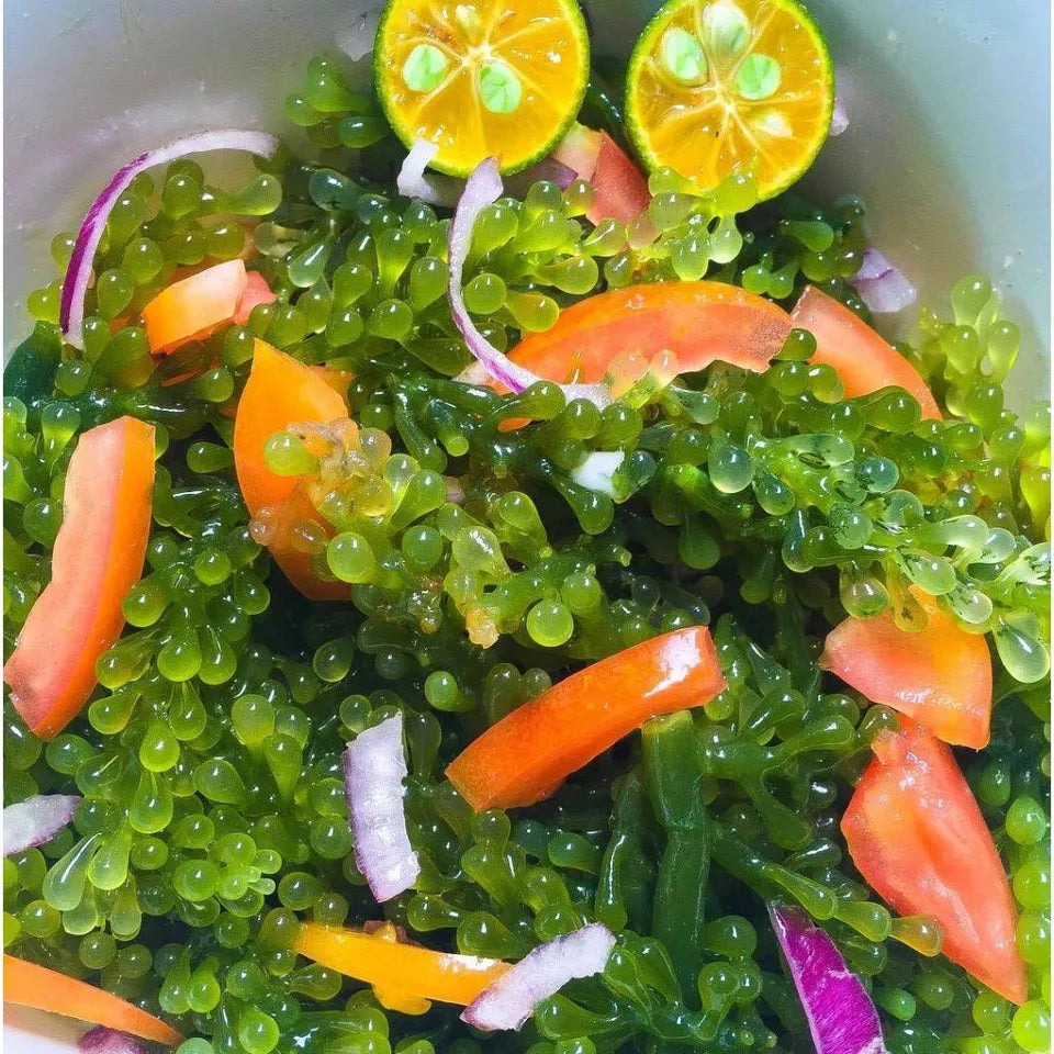 Tasami Seagrapes Wasabi Soybean Sauce 75g/ 100g/ 137.5g x 1 box | 100% Natural