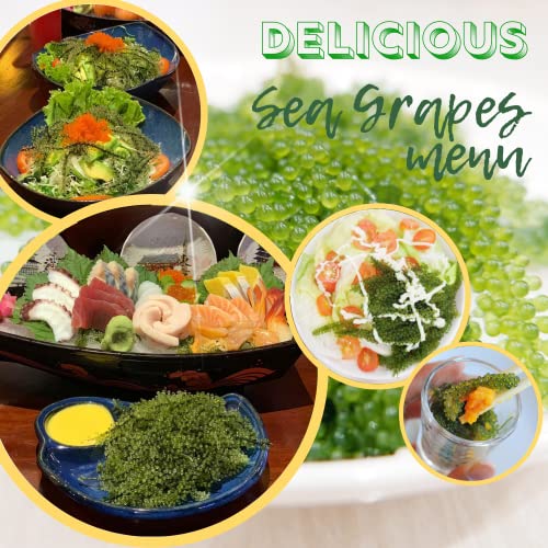 GCAP Sea Grapes Green Food - Dehydrated lato, Organic seaweed - Umibudo - Green caviar - Caulerpa lentillifera - Delicious Crunchy Healthy Freshness from the Ocean (3.53 OZ/100g)