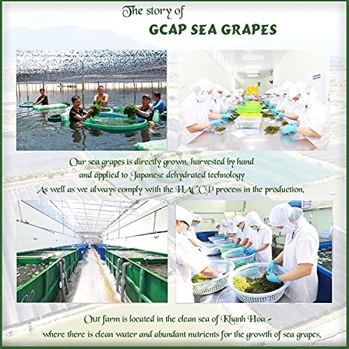 GCAP Sea Grapes – PREMIUM – Dehydrated seaweed, Umibudo, Green Caviar, Lato seaweed - A great superfood for your health, boosting immune system (4.23 OZ of 6 packs)